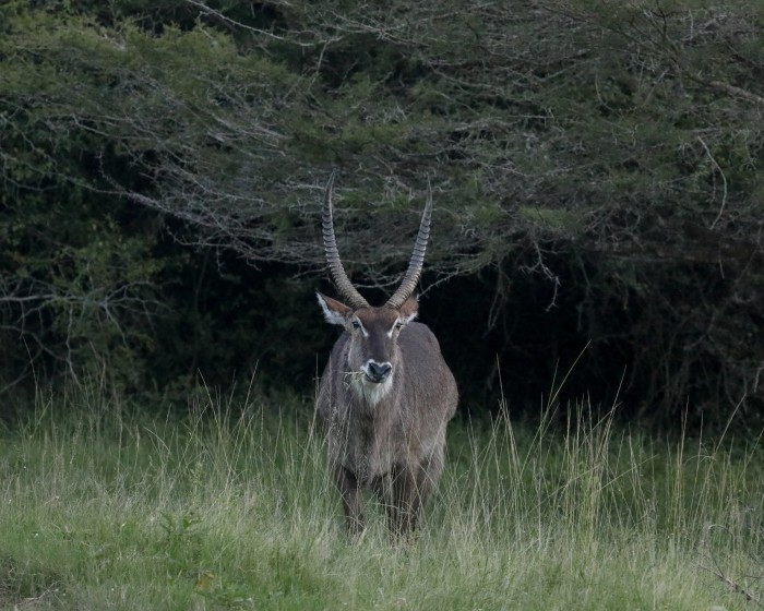 A waterbuck, a species of large antelope