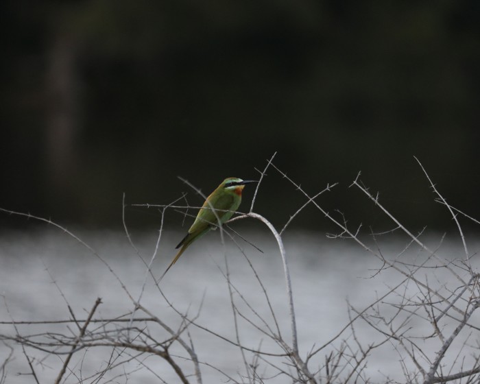 A blue-cheeked bee-eater