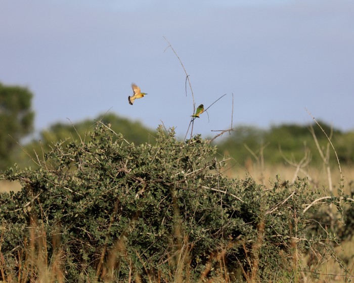 A pair of little bee-eaters