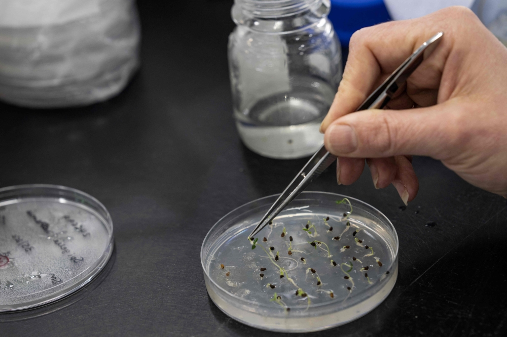 A scientist germinates seeds to check their health after being stored in the Kew Millennium Seed Bank in Wakehurst, south of London, on April 25, 2023.— AFP pic