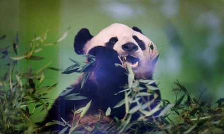 A picture of a panda eating bamboo.