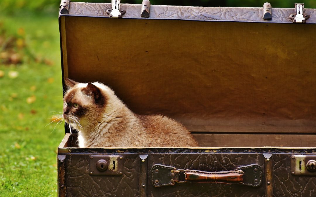 white and brown siamese cat inside chest box