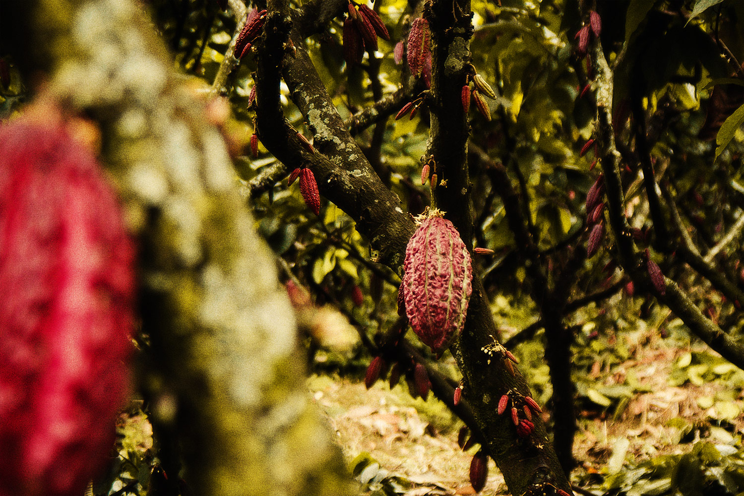 Cacao pod 1