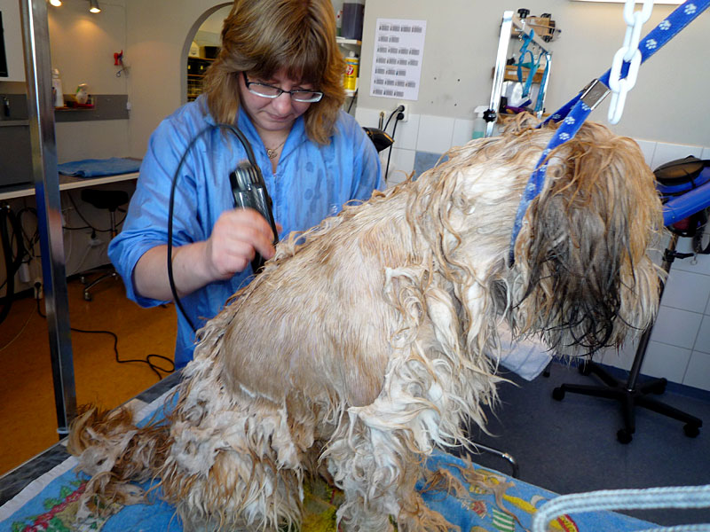 Wet shave av tovig hund - -rakningen