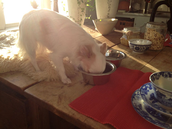 Chihuahuan Ester äter frukost hos Maggan.