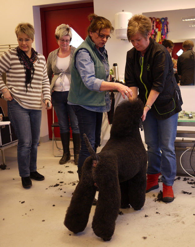 Lena Jönsson visar hur man klipper Pudel.