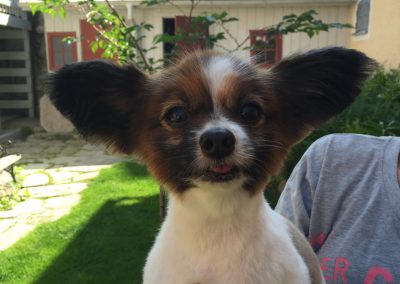 Harley, klippt papillon