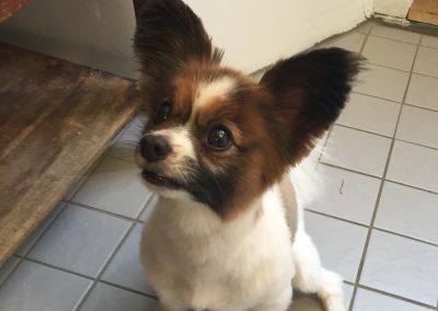 Harley, klippt papillon