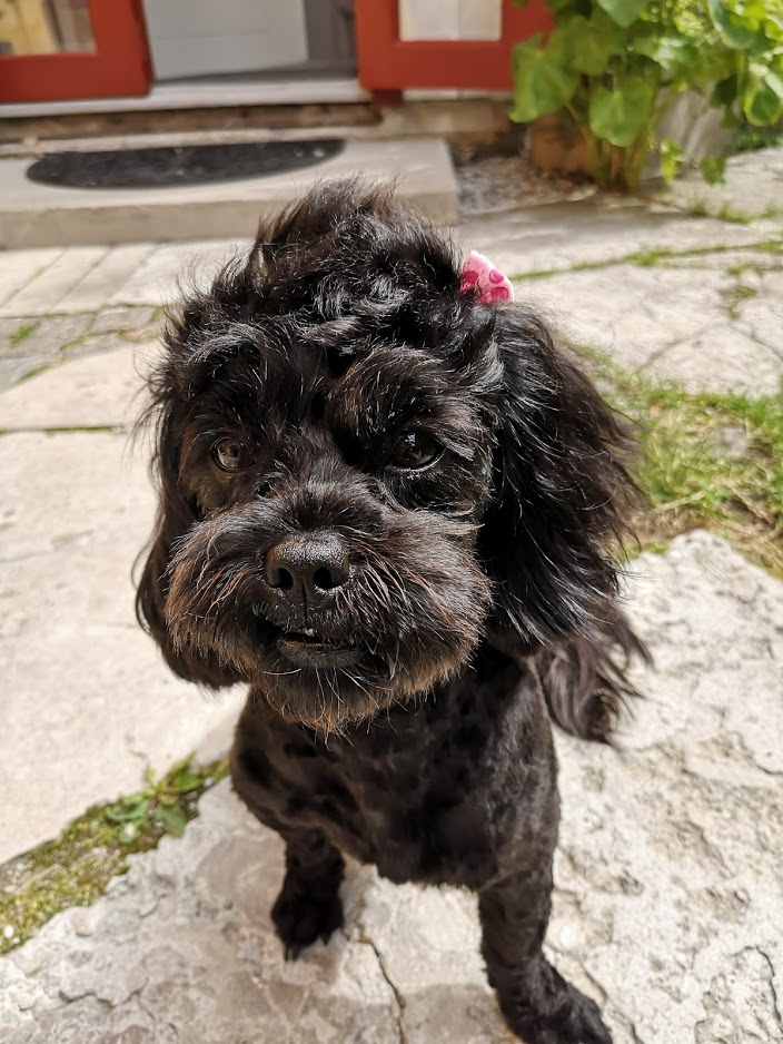 Doris på Astas Dog Spa Visby