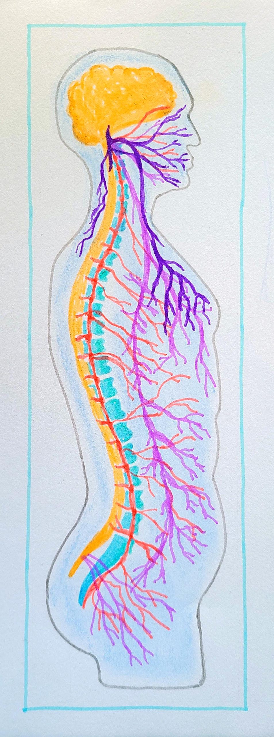 Polyvagaaltheorie-Autonoom-zenuwstelsel-Lichaam-Atelier-Binnenstebuiten Tekening van het autonome zenuwstelsel