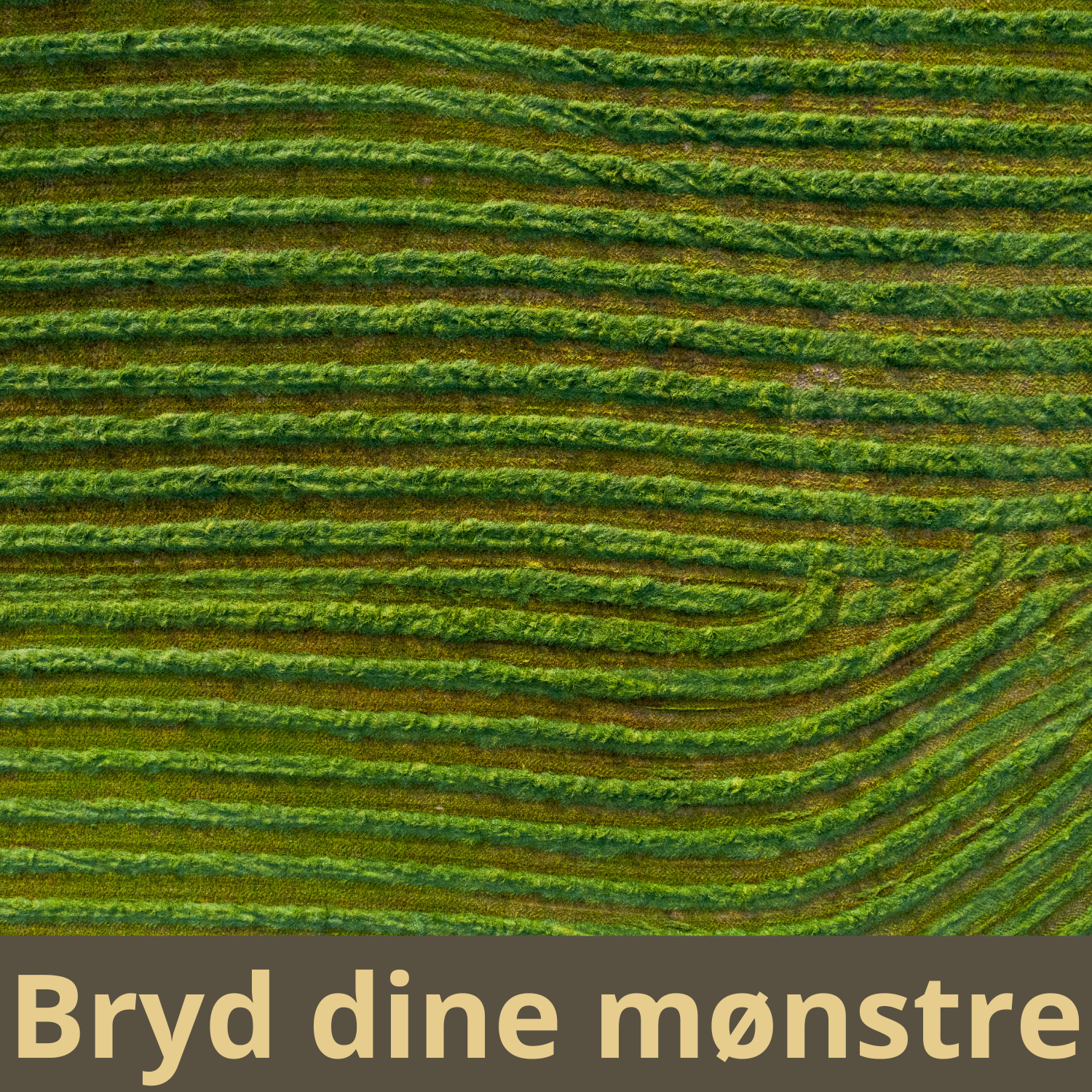 Bryd dine mønstre