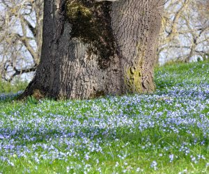 Krusenhof’s poplars still nod a friendly welcome