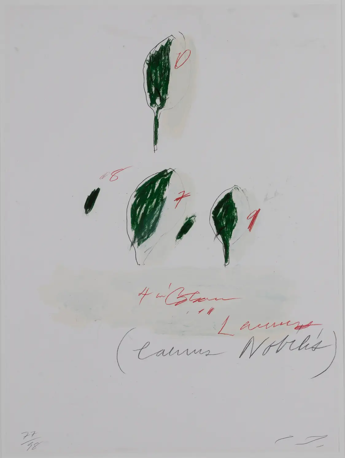 Twombly Laurus Nobilis