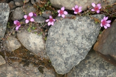 Stenhjärta med blommor