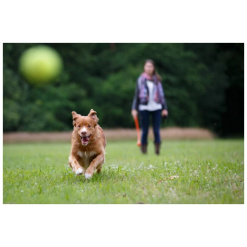 Alternative view of Shooter med tennisboll
