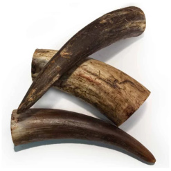Horn - Nöt
