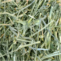 Alternative view of Hö alfalfa