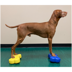 FitPaws bone mini, set of 2, Blue