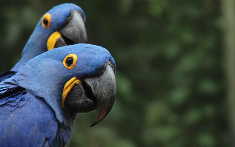 slider-hyacinth-macaw