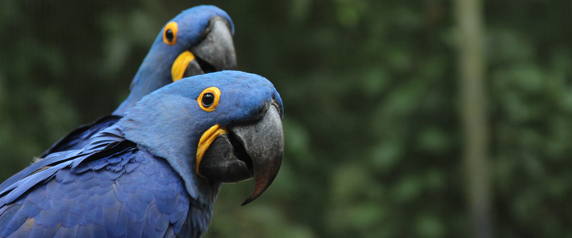 Hyacinth Macaw