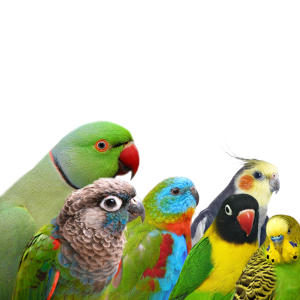 Parakeets and small parrots