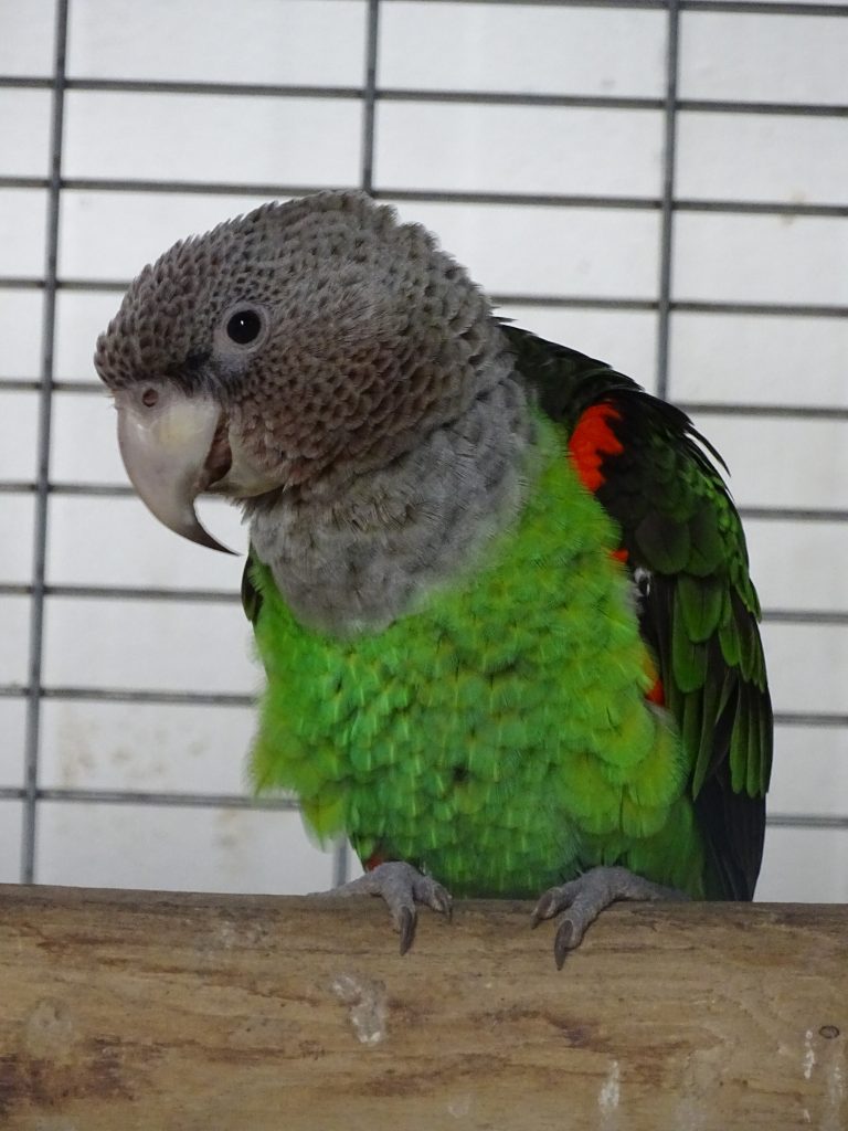 Male cape parrot -Poicephalus fuscicollis