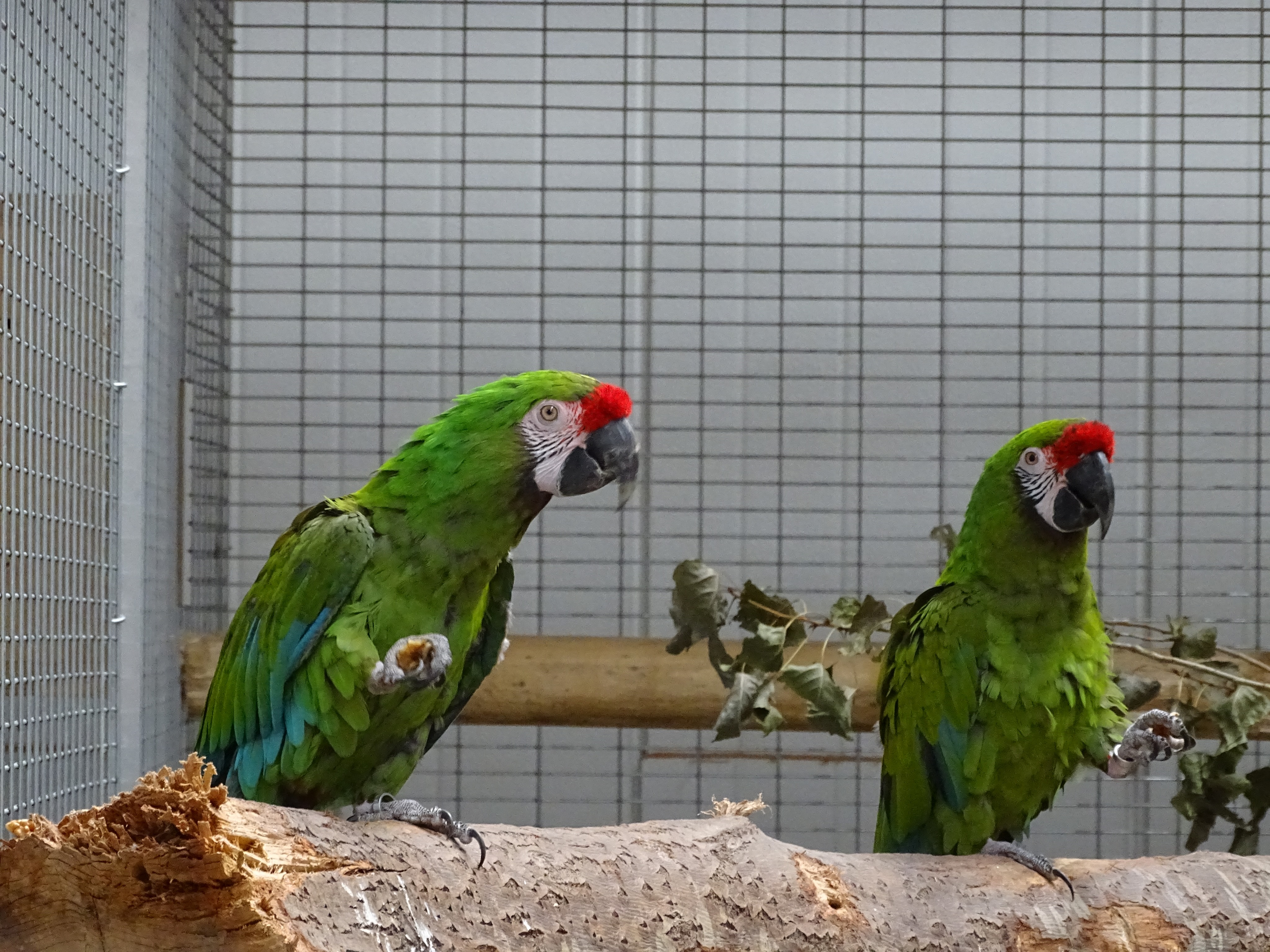 Military macaw