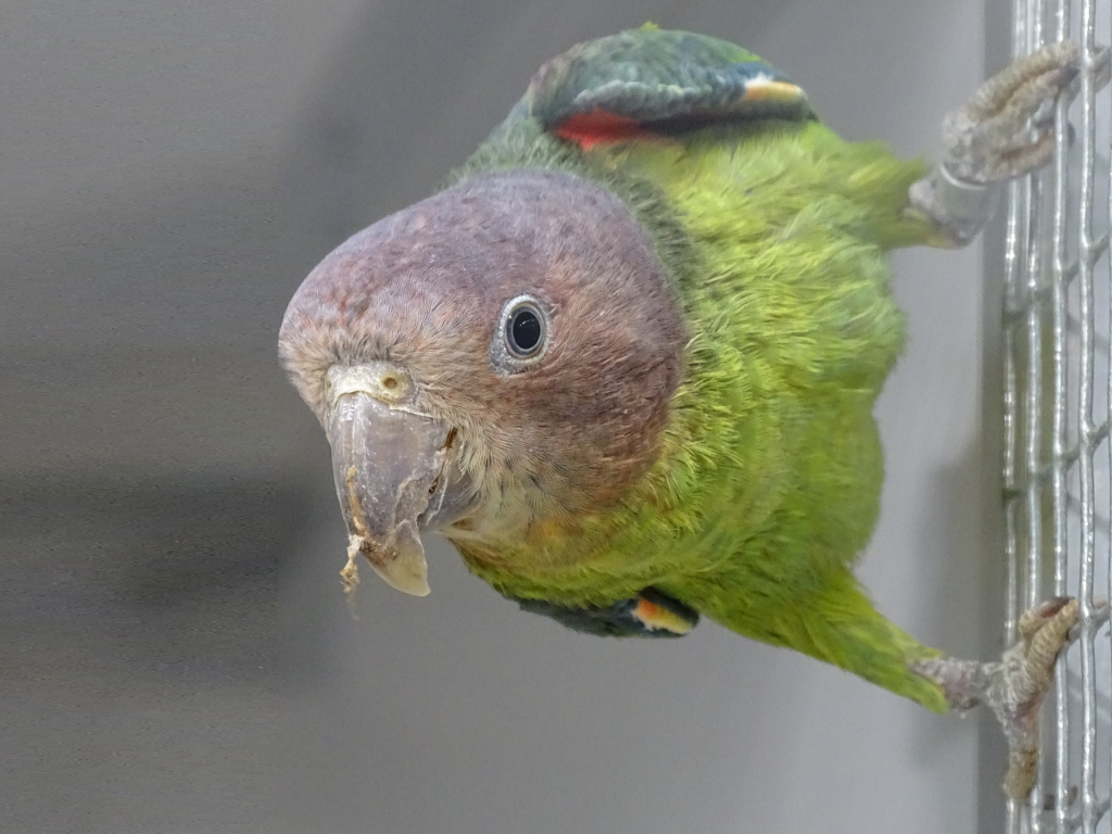 Blue rumped parrot female Psittinus cyanurus