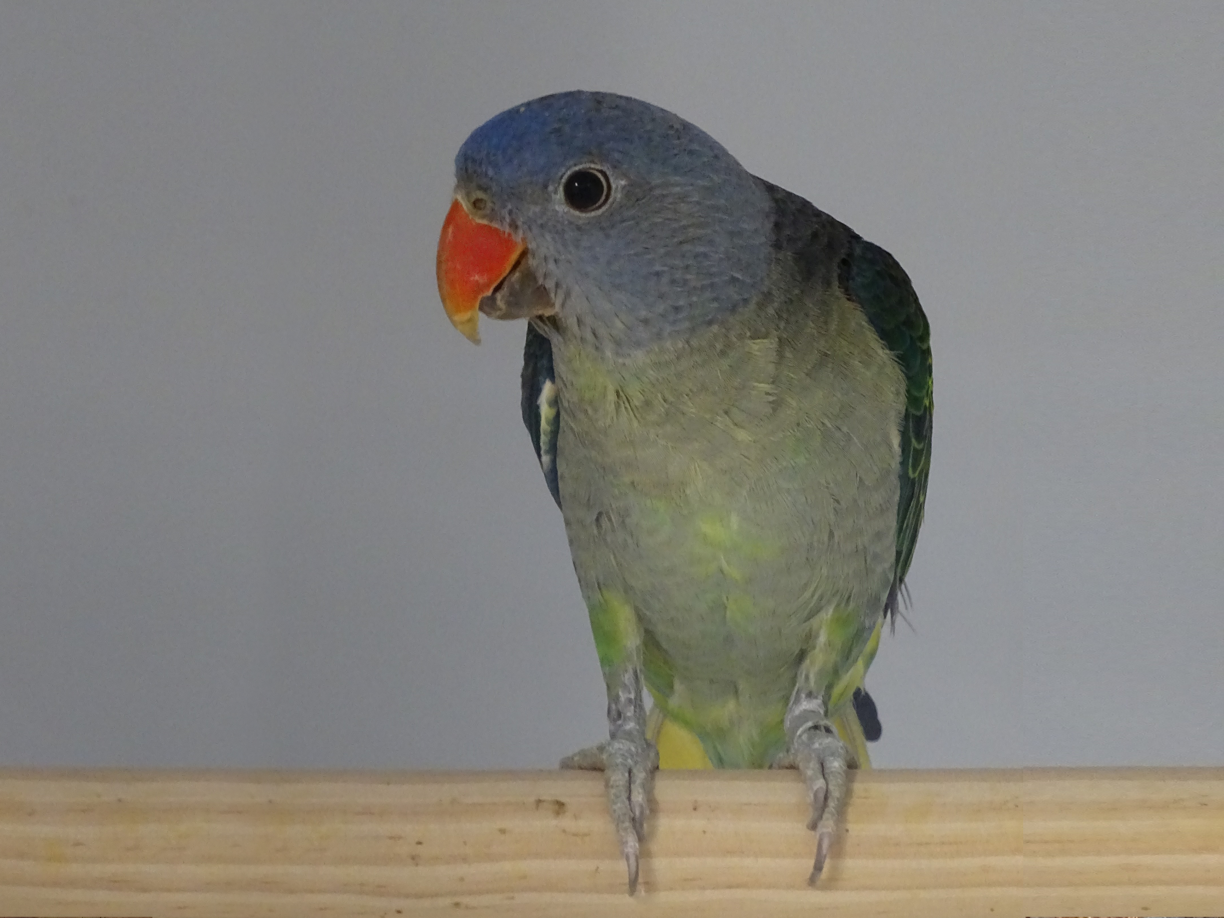 Blue rumped parrot male Psittinus cyanurus