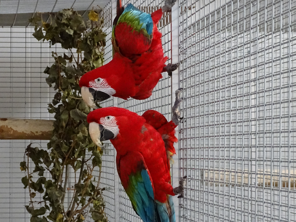 Greenwing macaw: Ara chloroptera