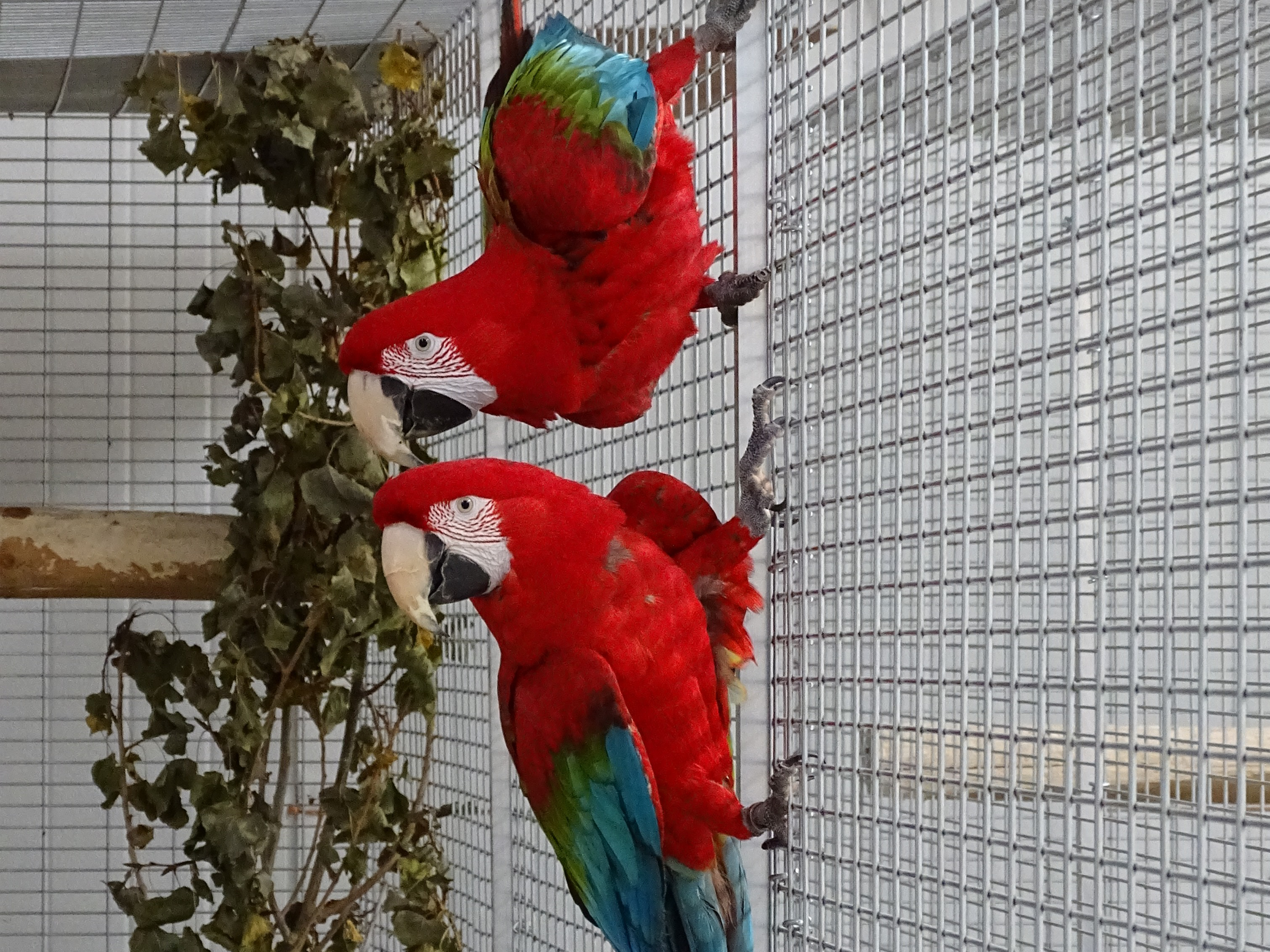 Green winged macaw