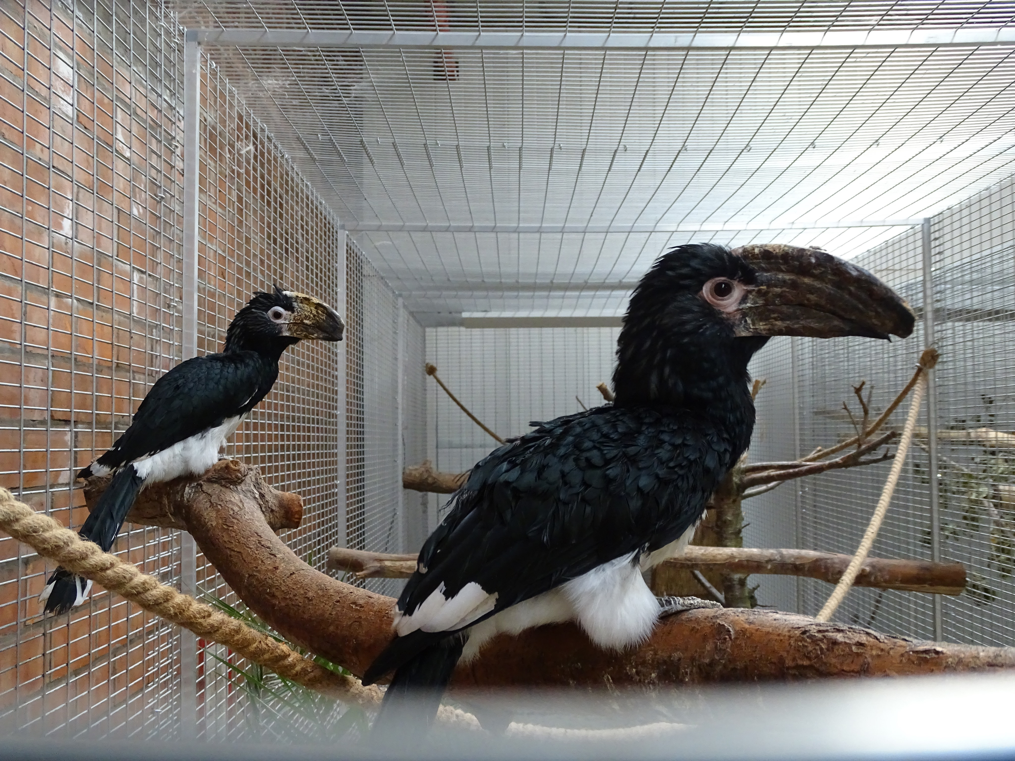 Trumpeter Hornbill