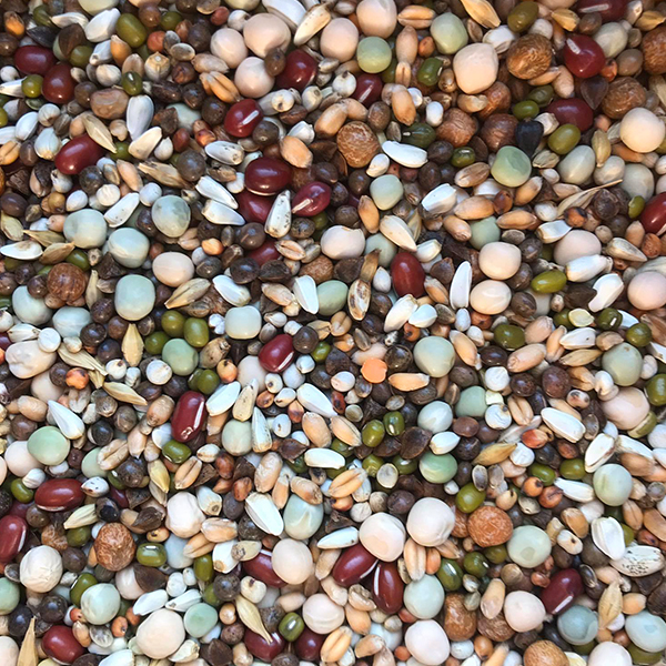 Sprouting mix parrots Aviseed