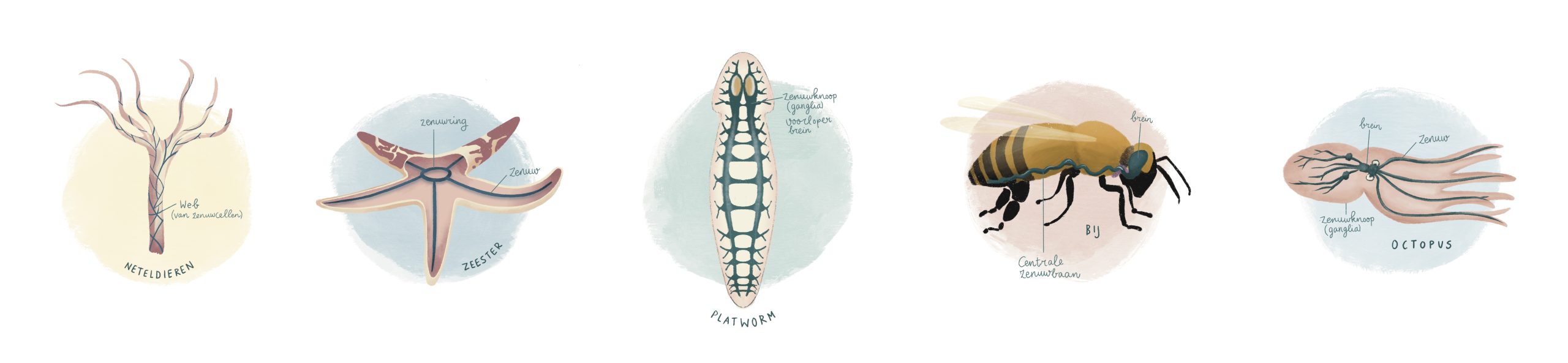 Artisillustratie ARTIS informatieve illustratie