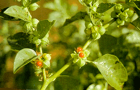 Ashwagandha een krachtgevende plant