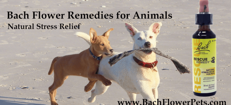 Bach Remedies for Animals