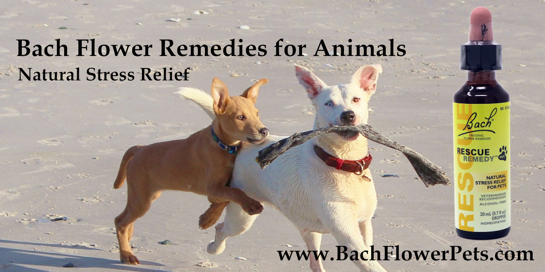 Rescue dog anxiety sales remedies