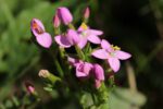 Bach Remedy Centaury