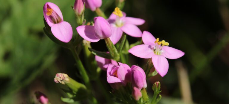 Bach Remedy Centaury