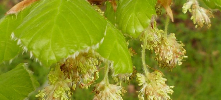 Beech plant