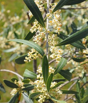 Olive tree flowers