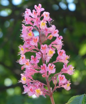 Red chestnut flowers