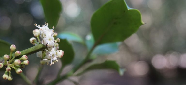 Bach Flower Holly