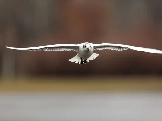 mysterious badminton playing bird - bedtime story for badminton