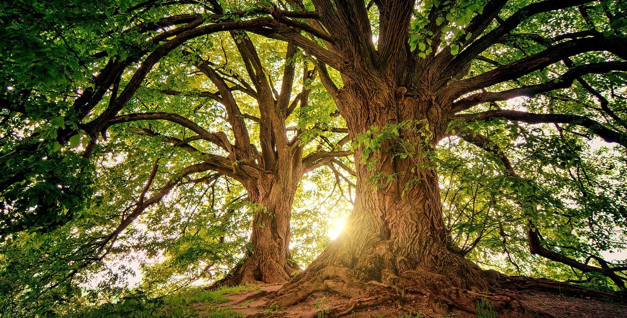 https://www.baeredygtigliv.dk/plant-klimatrae/