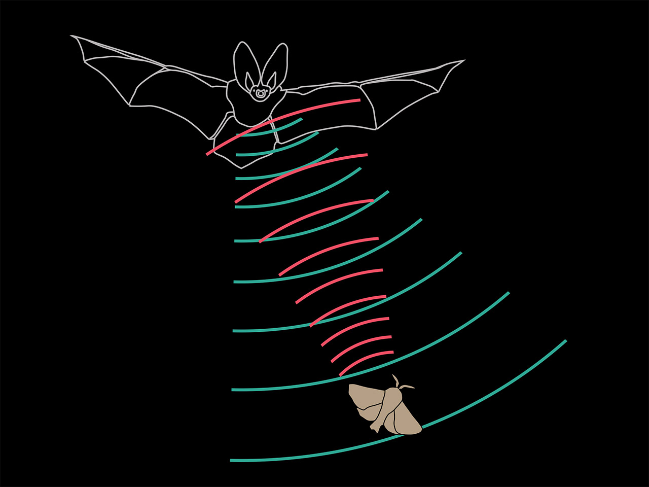 Fledermaus, Ultraschall