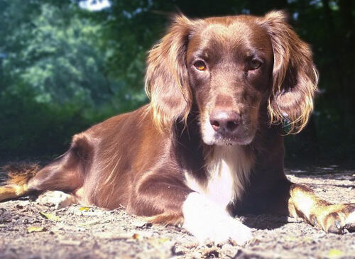 balanced dogs rudel elisha