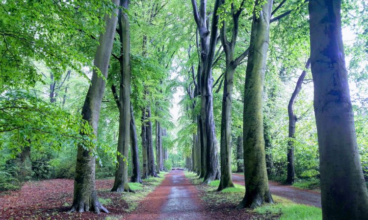 het bos door de bomen zien