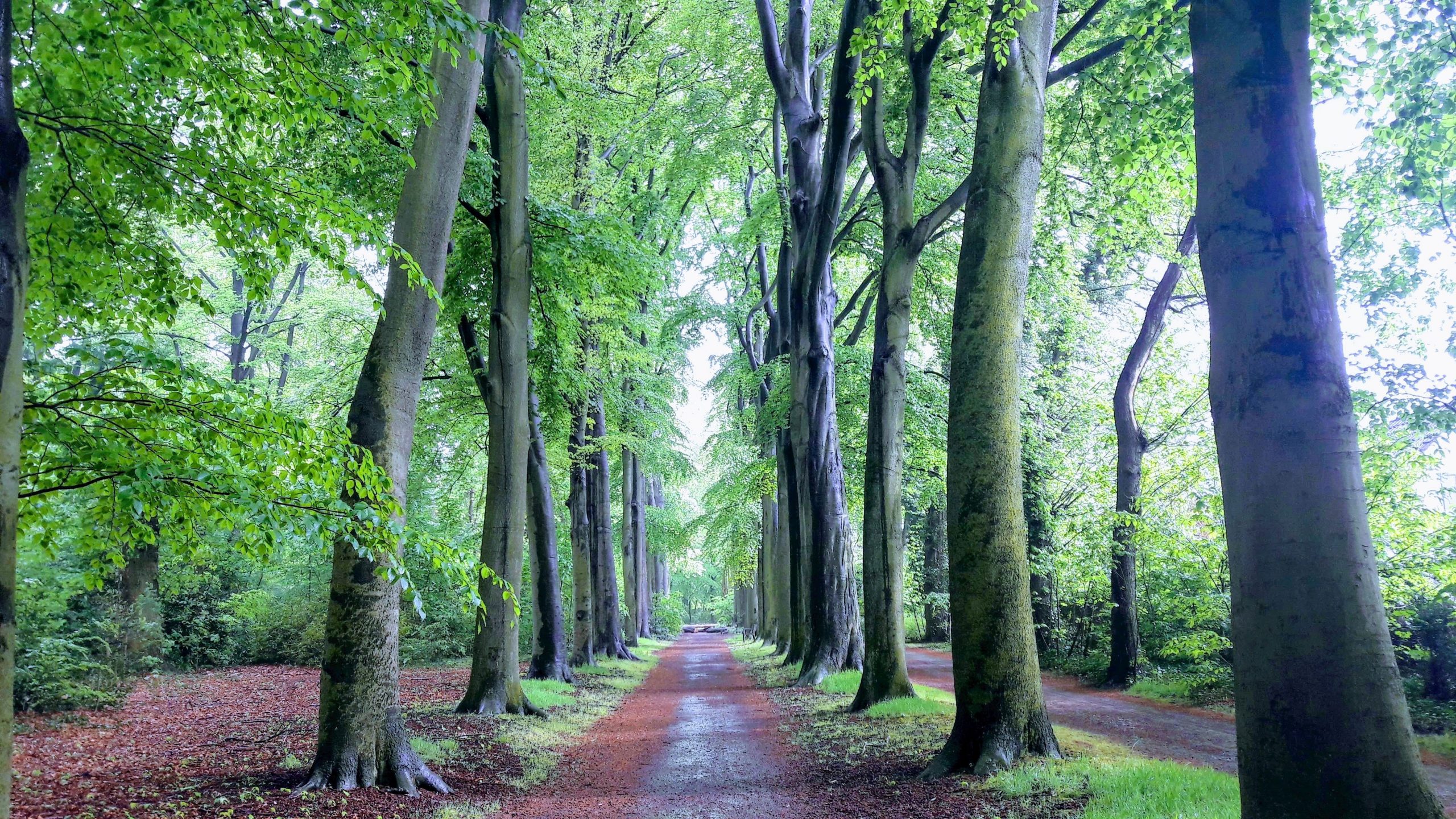 het bos door de bomen zien