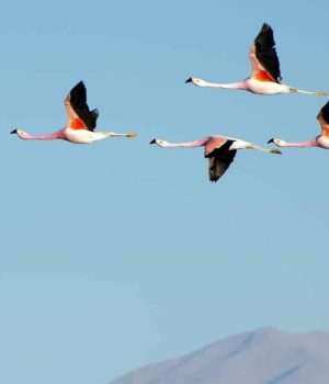 flamingo banner header